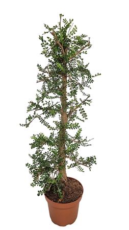 Operculicarya decaryi Elephant Tree – 12cm Pot