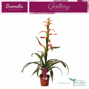 White Guzmania Bromeliad – 12cm Pot, 40cm High