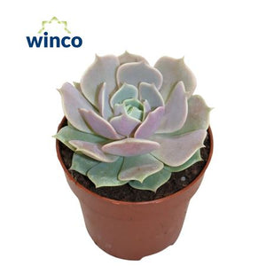Echeveria ‘Lola’ Succulent – 8.5cm Pot