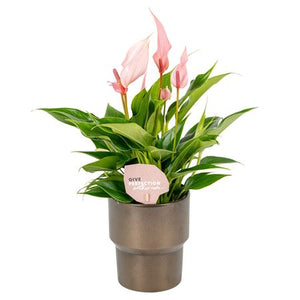 Pink Anthurium ‘Roxanne’ – 10cm Ceramic Pot