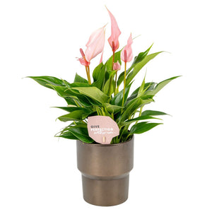 Pink Anthurium ‘Roxanne’ – 10cm Ceramic Pot