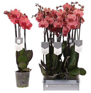 Phalaenopsis Orchid ‘Narbonne’ – 12cm Pot, 60cm