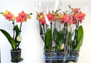 Orange Phalaenopsis Orchid 'Apple Pie' – 12cm Pot