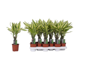 Dracaena fragrans ‘Yellow Coast’ – 11cm Pot, 45cm Tall
