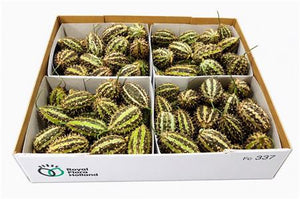 Decorative Brown Cucumis Fruits – Pack of 4