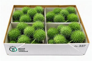 Ornamental Cucumber Decoration – Green