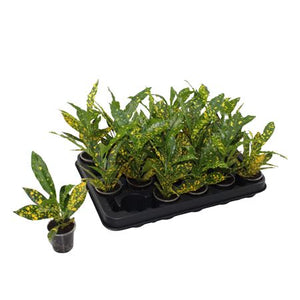 Gold Sun Croton (Codiaeum variegatum) – 6cm Pot