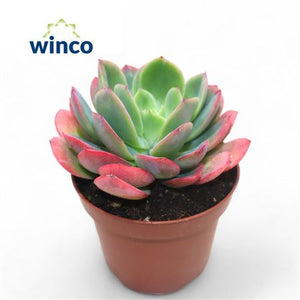 Echeveria ‘Luella’ Succulent – 12cm Pot