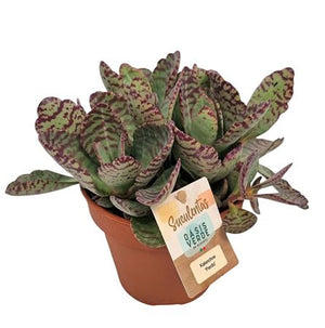 Kalanchoe ‘Perdiz’ Houseplant – 14cm Pot