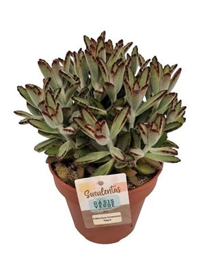Panda Plant (Kalanchoe tomentosa 'Nigra') – 14cm Pot