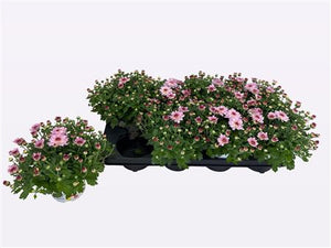 Pink Chrysanthemum ‘M Flair’ – 12cm Pot