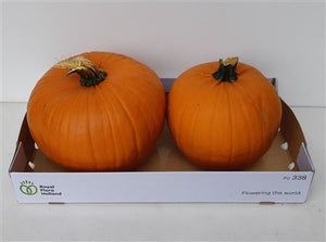 Halloween Ornamental Fruit Plant – 2 Fruits