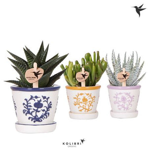 Mixed Succulent Arrangement – 6cm Ceramic Malaga Pot