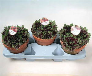 Sempervivum Coconut Crystal – Decorative Succulent