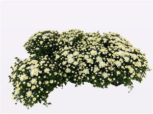 White Chrysanthemum Mums (Chrysanthemum indicum) – 12cm Pot