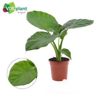 Alocasia macrorrhiza Elephant Ear Plant – 17cm Pot