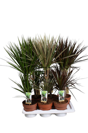Mixed Dracaena Houseplant – 17cm Pot, 70cm Tall