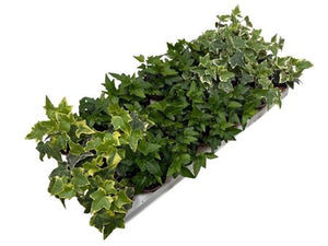 Mixed Ivy (Hedera helix) – 8.5cm Pot