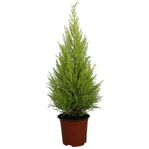 Goldcrest Lemon Cypress (Cupressus macrocarpa) – 14cm Pot