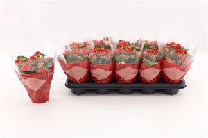Red Double Kalanchoe ‘Le Chic’ – 10.5cm Pot