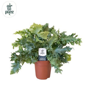 Blue Star Fern (Phlebodium Davana) – 12cm Pot