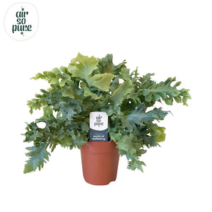 Blue Star Fern (Phlebodium Davana) – 12cm Pot