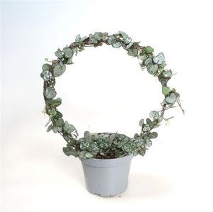 String of Hearts (Ceropegia woodii) – 11cm Pot