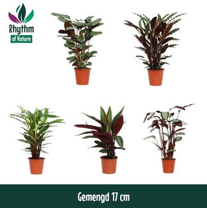 Mixed Calathea Houseplant – 17cm Pot, 65cm High