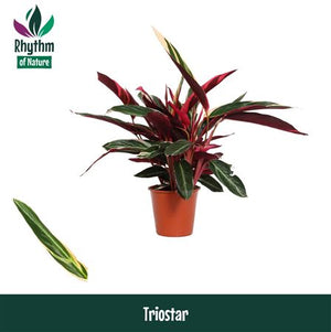 Calathea Zebrina ‘Rhythm of Nature’ – 19cm Pot