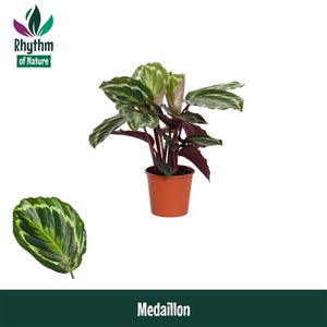 Calathea Medallion (Calathea roseopicta) – 14cm Pot
