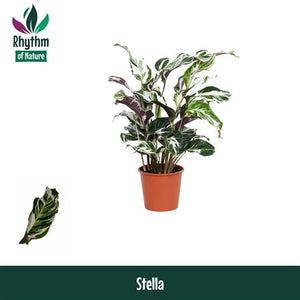Calathea zebrina ‘Rhythm of Nature’ – 14cm Pot