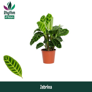 Zebra Plant (Calathea zebrina) – 14cm Pot