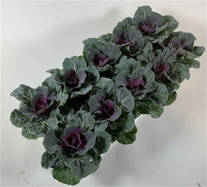Red Ornamental Brassica – 10.5cm Pot