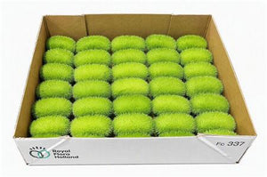 Ornamental Green Cucumis Maureen