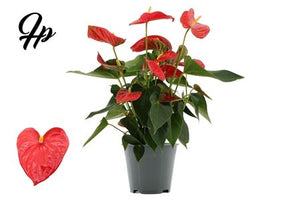 Red Anthurium (Anthurium andraeanum) – 14cm Pot