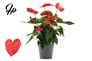 Red Anthurium (Anthurium andraeanum) – 14cm Pot