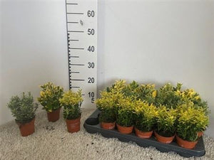 Euonymus Garden Plant – 9cm Pot