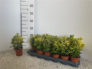 Golden Euonymus ‘Aureomarginatus’ – 9cm Pot