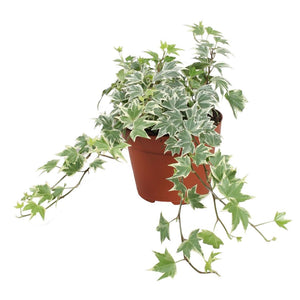 White Ripple Ivy (Hedera helix) – 13cm Pot