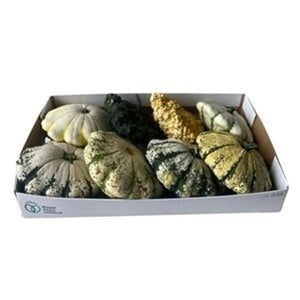 Mixed Ornamental Squash Display
