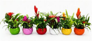 Bromeliad Coupe Lisa Arrangement – 15cm Ceramic Pot