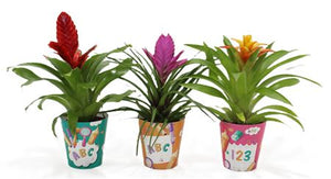 Bromelia Adventure Cup – Mixed Colours, 10.5cm Pot