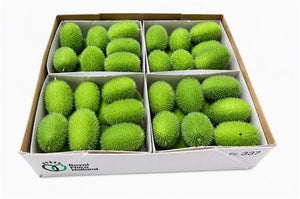 Ornamental Cucumber ‘Maureen’ – Green Fruit