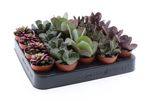 Mixed Succulent Plant – 5.5cm Pot