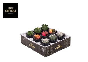 Mixed Cactus Collection – 7.5cm Pot