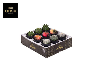 Mixed Cactus Collection – 7.5cm Pot