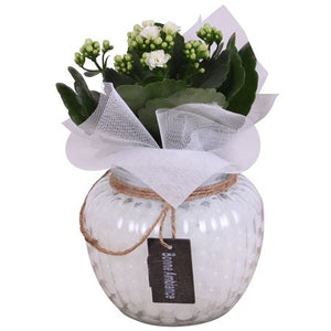 Indoor Glass Ball Plant Arrangement – 15cm