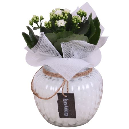 Indoor Glass Hourglass Plant Arrangement – 16cm