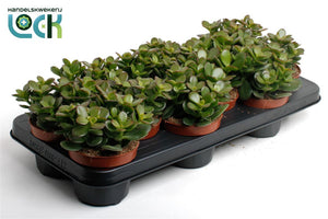 Crassula Minor Succulent – 10.5cm Pot