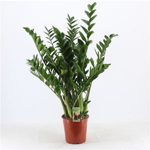ZZ Plant (Zamioculcas zamiifolia) – 24cm Pot